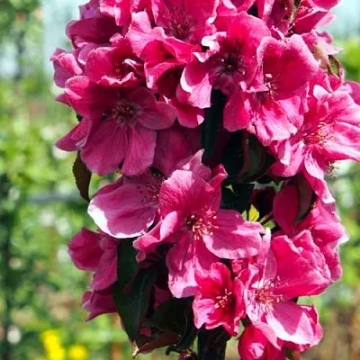 Яблоня МАЛИНОВОЕ ОЖЕРЕЛЬЕ колонновидная  Яблоня МАЛИНОВОЕ ОЖЕРЕЛЬЕ колонновидная в Ростове-на-Дону