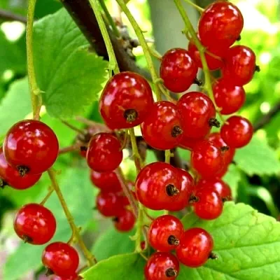 Смородина красная КОРАЛЛОВАЯ  Смородина красная КОРАЛЛОВАЯ в Ростове-на-Дону