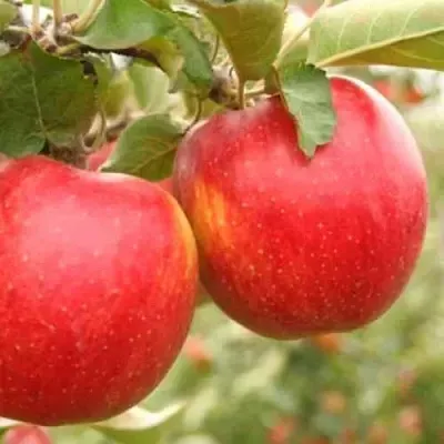 Яблоня ДЖОНАГОЛД  Яблоня ДЖОНАГОЛД в Ростове-на-Дону