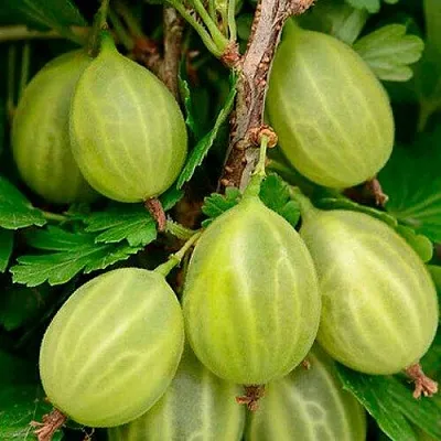 Крыжовник УРАЛЬСКИЙ ИЗУМРУД  Крыжовник УРАЛЬСКИЙ ИЗУМРУД в Ростове-на-Дону