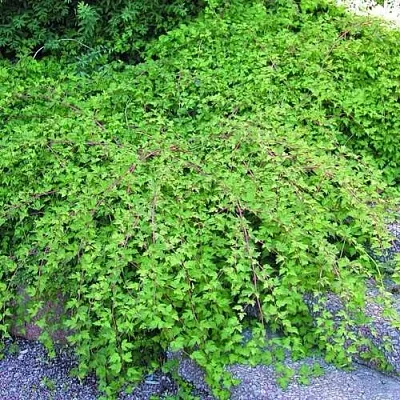 Стефанандра  Стефанандра в Ростове-на-Дону