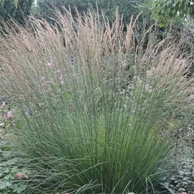 Молиния ХАЙДЕБРАУТ голубая  Молиния ХАЙДЕБРАУТ голубая в Ростове-на-Дону