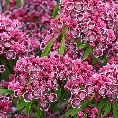 Кальмия  Кальмия в Ростове-на-Дону