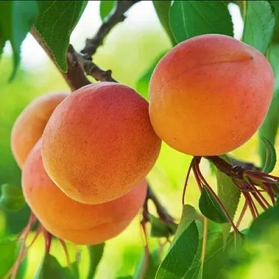 Абрикос ДЕБЮТ  Абрикос ДЕБЮТ в Ростове-на-Дону