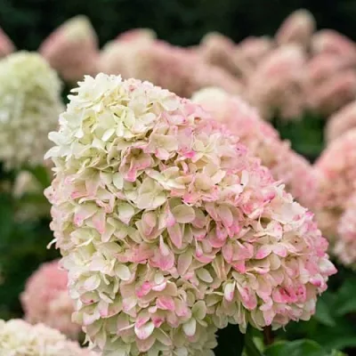 Гортензия САММЕР ЛАВ метельчатая  Гортензия САММЕР ЛАВ метельчатая в Ростове-на-Дону