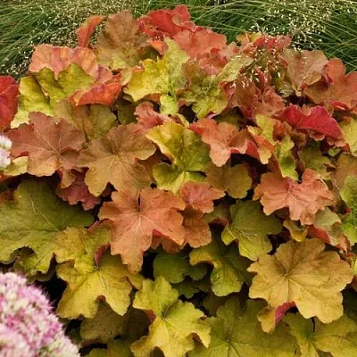 Гейхера БИГ ТОП БРОНЗ  Гейхера БИГ ТОП БРОНЗ в Ростове-на-Дону