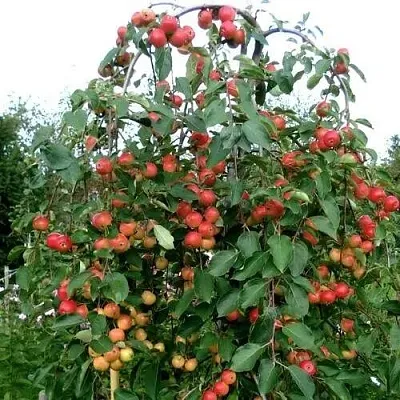 Яблоня ХЮВИНГИЕНЗИС декоративная  Яблоня ХЮВИНГИЕНЗИС декоративная в Ростове-на-Дону