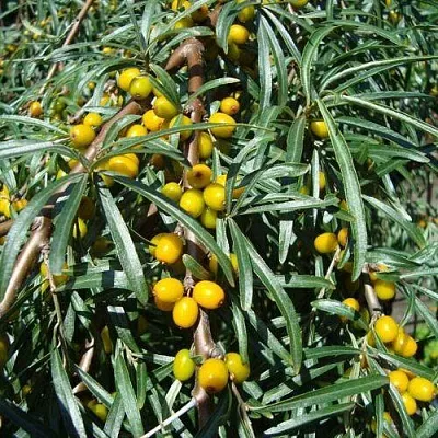 Облепиха ЖЕЛТОПЛОДНАЯ  Облепиха ЖЕЛТОПЛОДНАЯ в Ростове-на-Дону