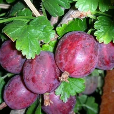 Крыжовник КОЛОБОК  Крыжовник КОЛОБОК в Ростове-на-Дону