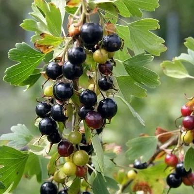 Смородина золотистая ПЛОТНОМЯСАЯ  Смородина золотистая ПЛОТНОМЯСАЯ в Ростове-на-Дону