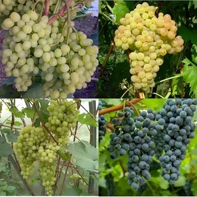 Комплект ВИНОГРАДНАЯ РАДУГА в Ростове-на-Дону