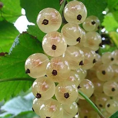 Смородина белая ЮТЕРБОРГСКАЯ  Смородина белая ЮТЕРБОРГСКАЯ в Ростове-на-Дону