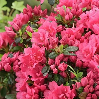 Азалия  Азалия в Ростове-на-Дону