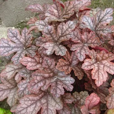 Гейхера ГАНСМОУК  Гейхера ГАНСМОУК в Ростове-на-Дону