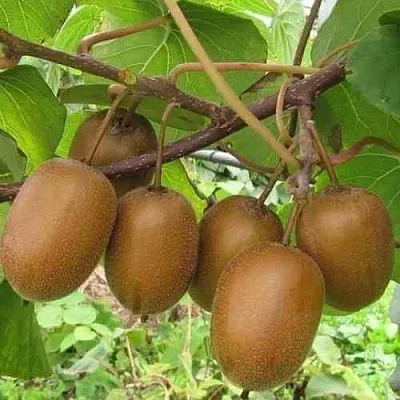 Актинидия ХЕЙВАРД деликатесная   Актинидия ХЕЙВАРД деликатесная  в Ростове-на-Дону