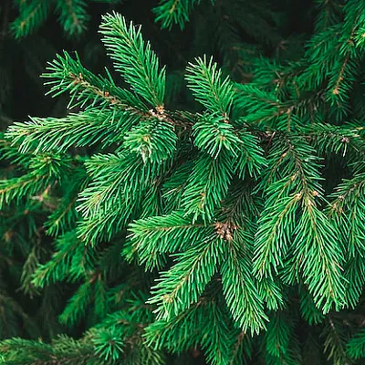 Ель  Ель в Ростове-на-Дону