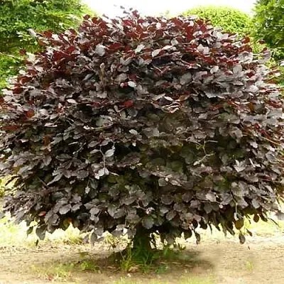 Бук лесной АТРОПУНИЦЕА  Бук лесной АТРОПУНИЦЕА в Ростове-на-Дону