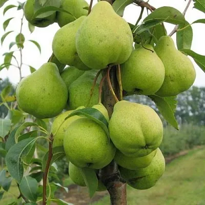 Груша ДЕКОР колонновидная  Груша ДЕКОР колонновидная в Ростове-на-Дону