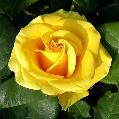 Саженцы роз ПАПИЛОН чайно-гибридная  Саженцы роз ПАПИЛОН чайно-гибридная в Ростове-на-Дону