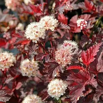 Пузыреплодник ЛЕДИ ИН РЕД  Пузыреплодник ЛЕДИ ИН РЕД в Ростове-на-Дону