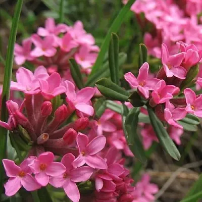 Волчеягодник  Волчеягодник в Ростове-на-Дону