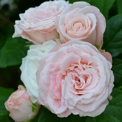 Саженцы роз БОМБАСТИК спрей  Саженцы роз БОМБАСТИК спрей в Ростове-на-Дону