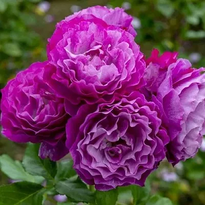 Саженцы роз БЛЮ ЭДЕН  флорибунда  Саженцы роз БЛЮ ЭДЕН  флорибунда в Ростове-на-Дону