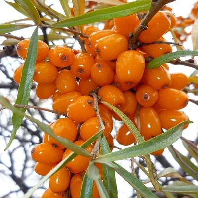 Облепиха КОСТЕР  Облепиха КОСТЕР в Ростове-на-Дону