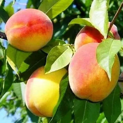 Персик ПАМЯТЬ ЛОЙКО  Персик ПАМЯТЬ ЛОЙКО в Ростове-на-Дону