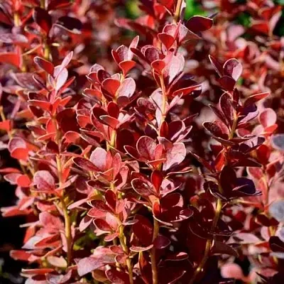 Барбарис ВУЛКАНО тунберга в Ростове-на-Дону