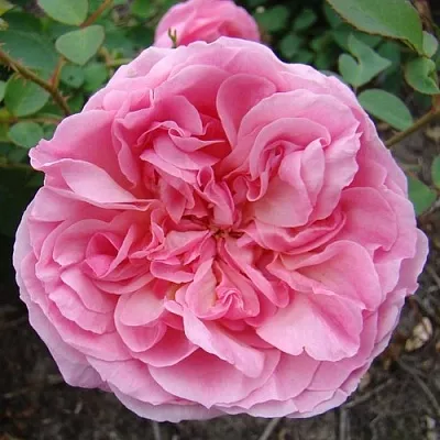 Саженцы роз ХАЙДИ ХОЛЛ английская  Саженцы роз ХАЙДИ ХОЛЛ английская в Ростове-на-Дону