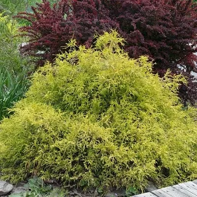 Кипарисовик ГОЛДЕН МОП горохоплодный  Кипарисовик ГОЛДЕН МОП горохоплодный в Ростове-на-Дону