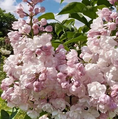 Сирень КРАСАВИЦА МОСКВЫ (привитая) в Ростове-на-Дону