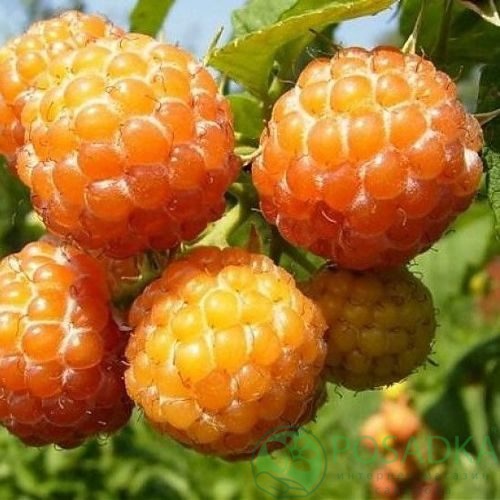 Малина КУМБЕРЛЕНД желтая в Ростове-на-Дону