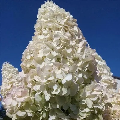 Белая в Ростове-на-Дону