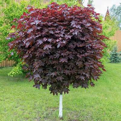 Клен красный в Ростове-на-Дону