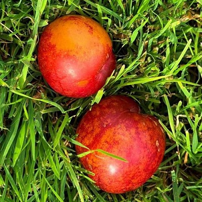 Шарафуга НЕКТАРИННАЯ в Ростове-на-Дону