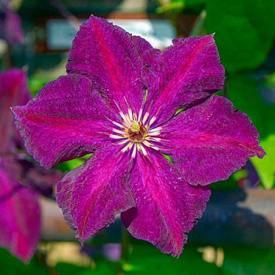 Клематис ГРЮНВАЛЬД в Ростове-на-Дону