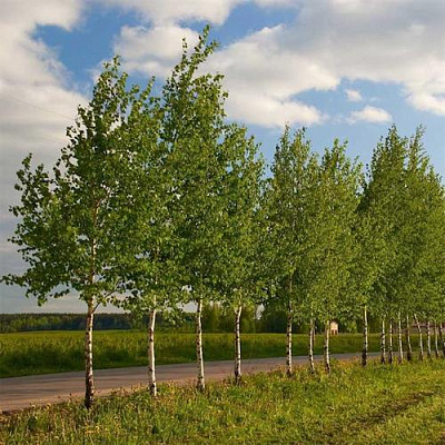 Береза обыкновенная в Ростове-на-Дону