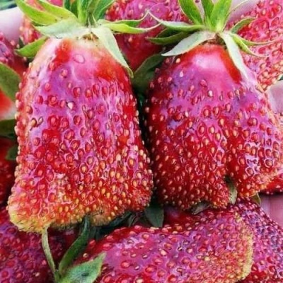Клубника КУПЧИХА в Ростове-на-Дону
