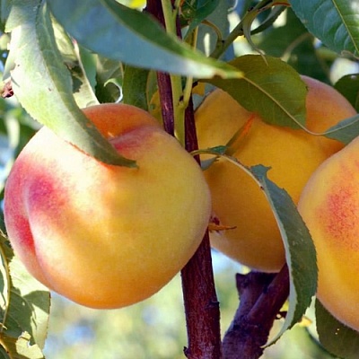 Колонновидные персики в Ростове-на-Дону