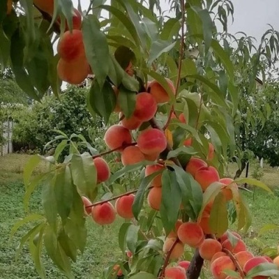 Персик ВУЛКАН в Ростове-на-Дону