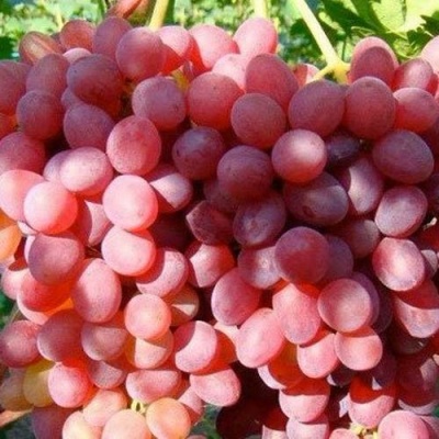 Виноград КИШМИШ КРАСНЫЙ в Ростове-на-Дону