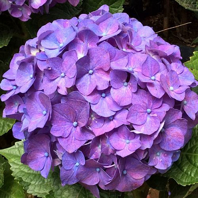 Фиолетовая в Ростове-на-Дону