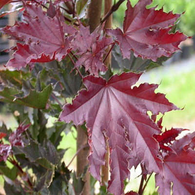 Клен КРИМСОН СЕНТРИ остролистный в Ростове-на-Дону