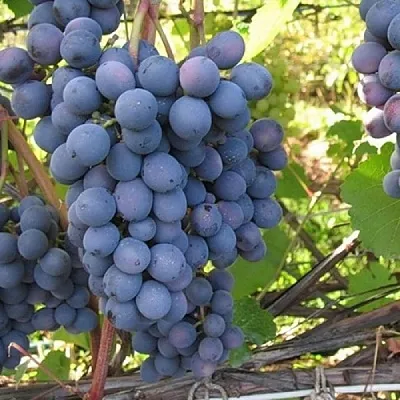 сорта винограда для ростовской области ранние