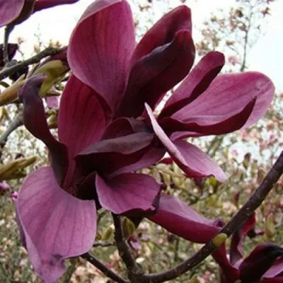 Зимостойкая Магнолия звёзчатая (Magnolia stellata) в моём саду